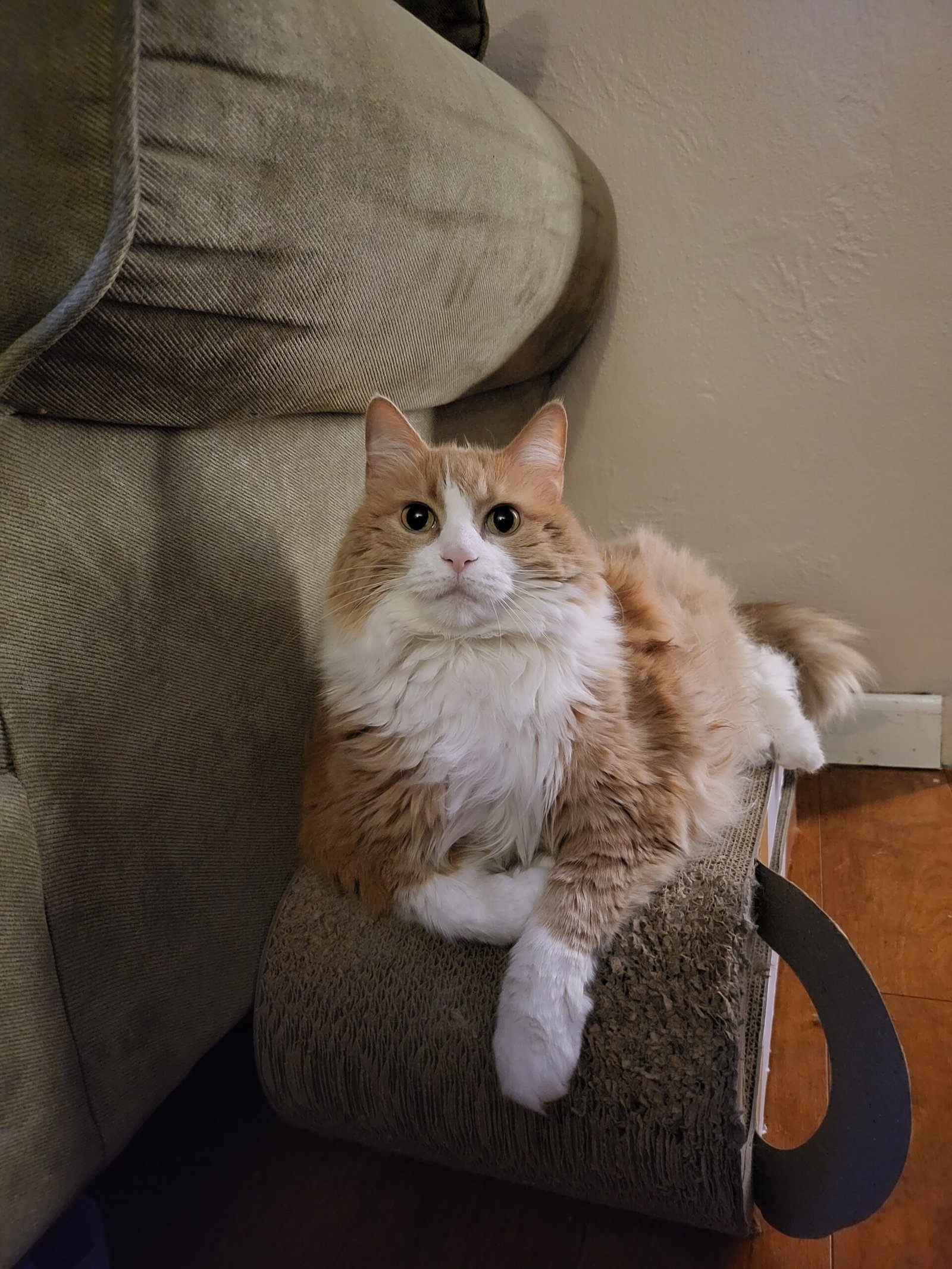 Puddy Tat sitting on a cardboard scratcher, looking at the camera