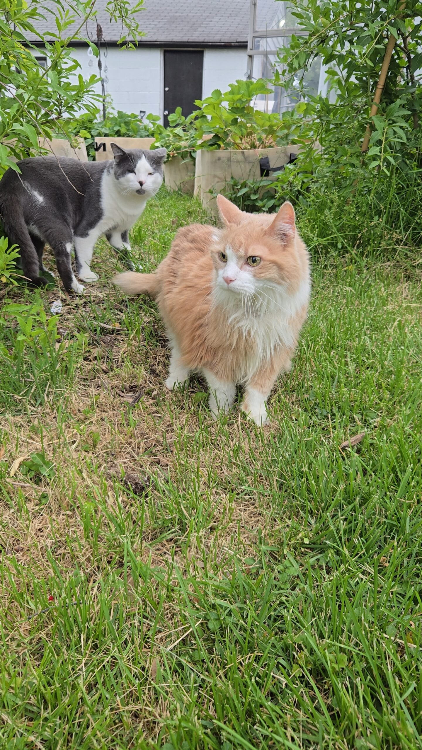 Puddy Tat and Keanu together in the garden by grow bags