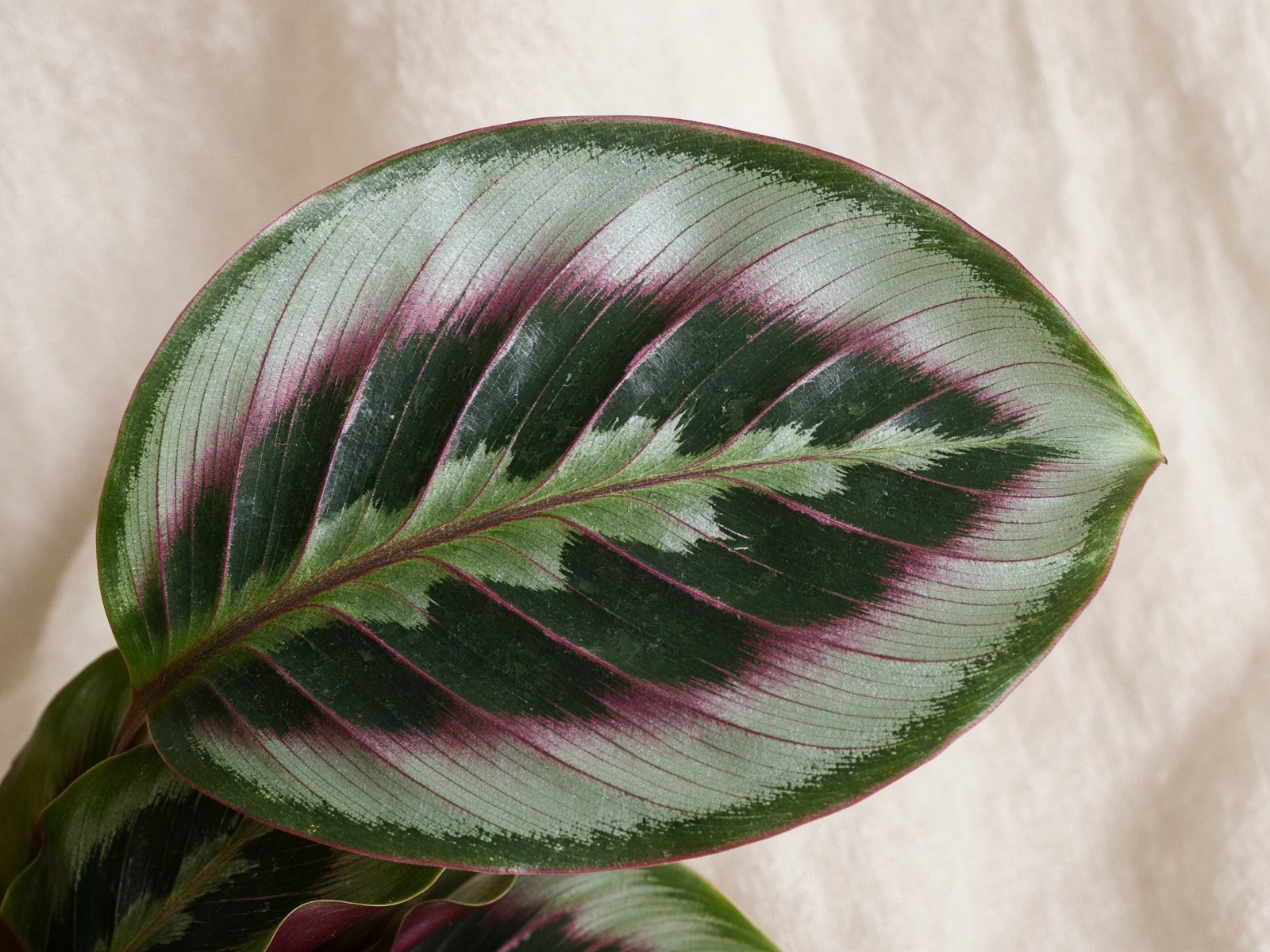 Peacock calathea leaf with silvery pattern and burgundy veins