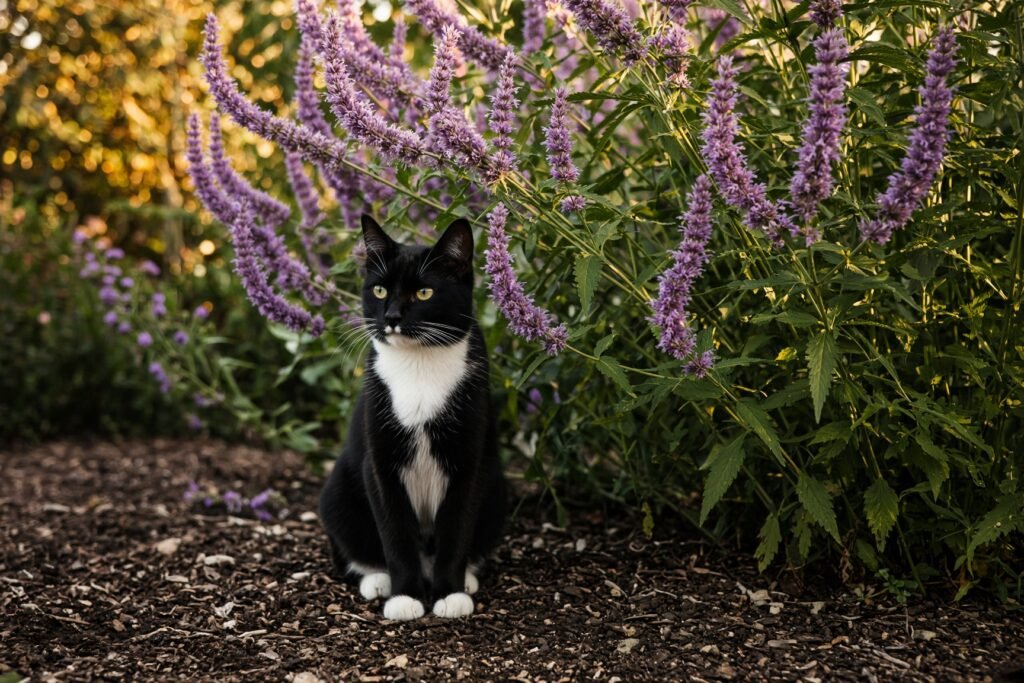 keanu anise hyssop