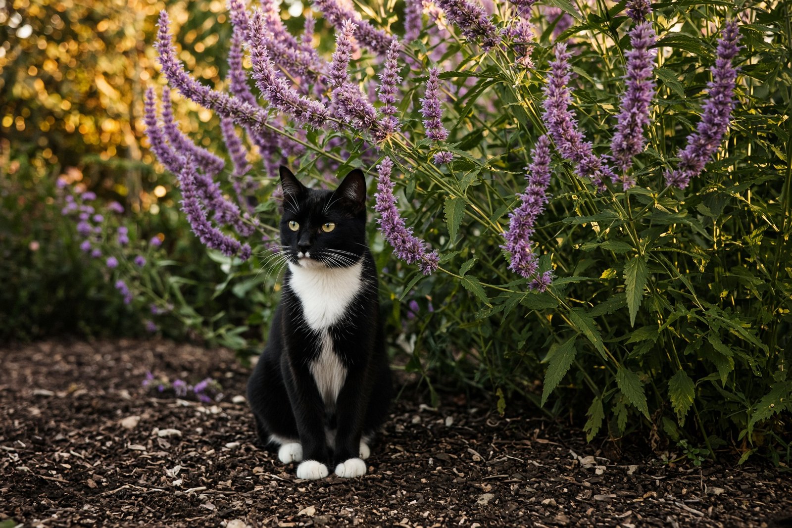 A tuxedo cat sitting in blooming anise hyssop at golden hour