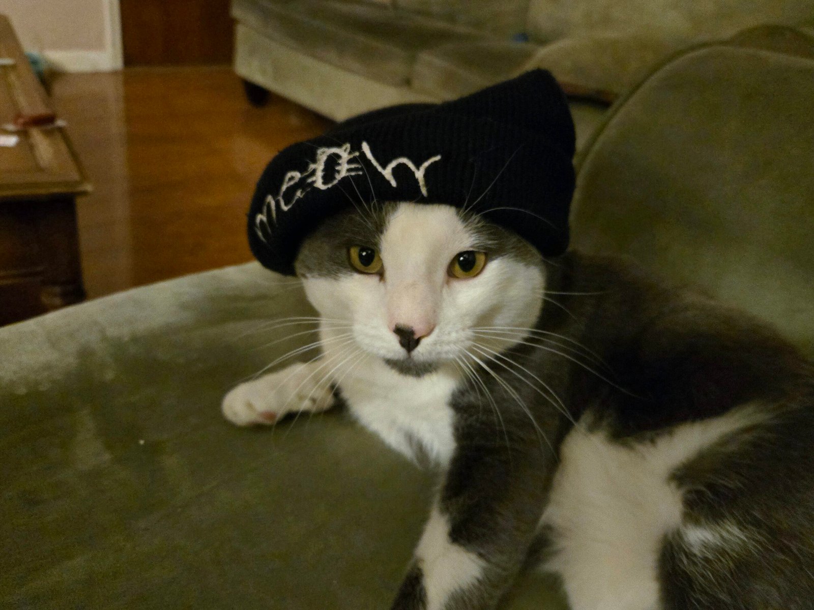 Keanu wearing a black beanie embroidered with meow