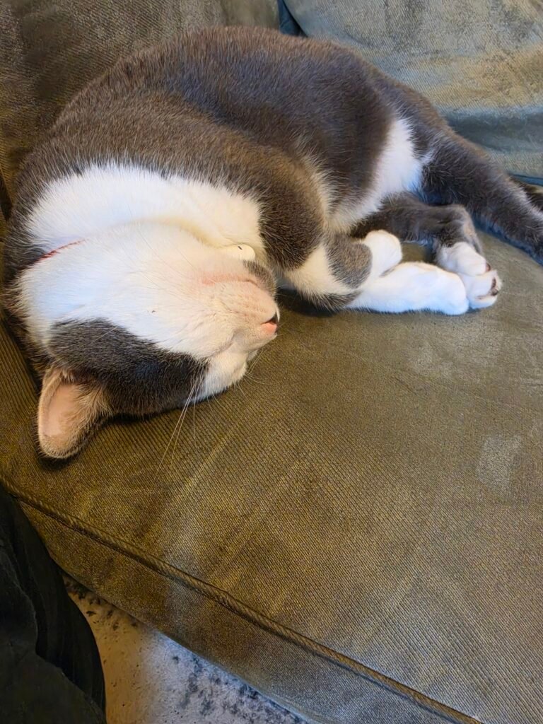 Keanu napping after the sun patch moved